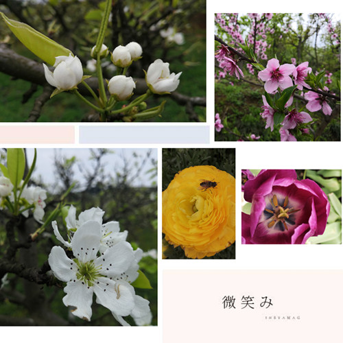 熊谷公司2019春游花舞人间梨花溪